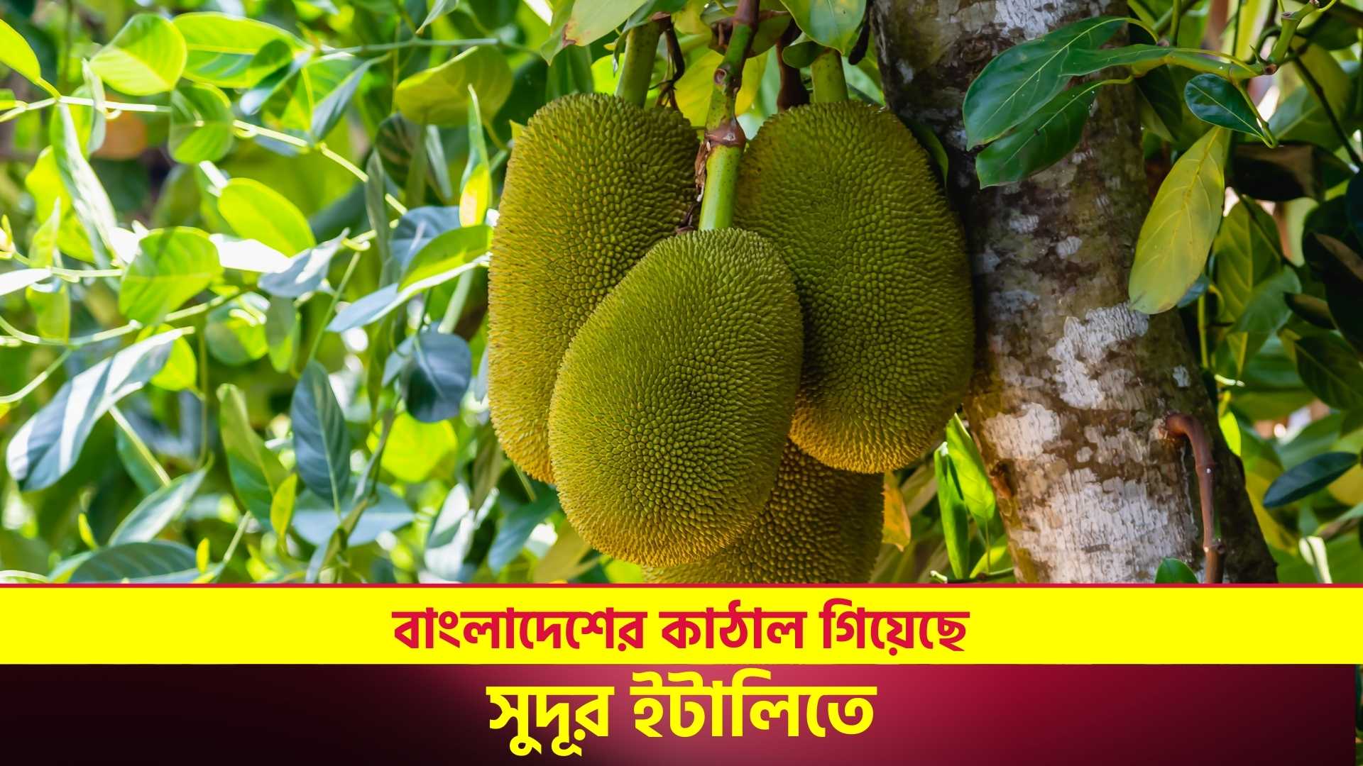 এক্সপোর্ট সেবার সহায়তায় এখন (1)